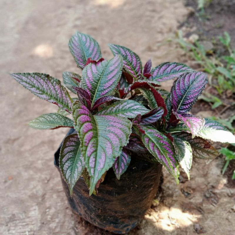 tanaman keji beling ungu/tanaman pecah beling ungu/tanaman hias keji beling ungu