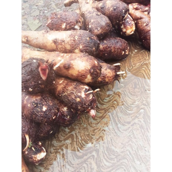 

PROMO UMBI TALAS PULN 2kg