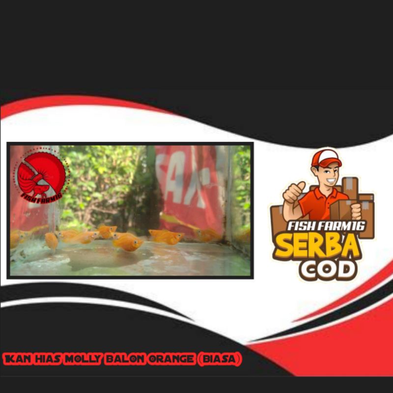 molly balon orange (biasa/batik totol) // ikan hias