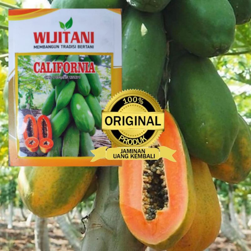benih Pepaya Unggul CALIFORNIA By WIJITANI