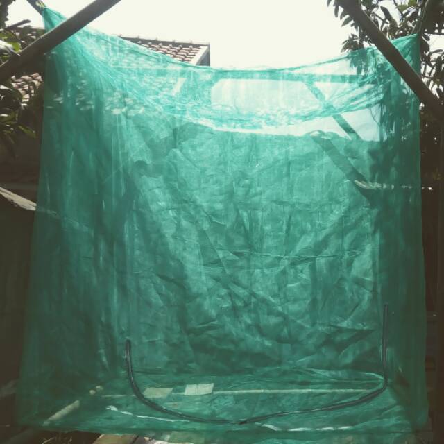 Waring kandang lalat maggot BSF