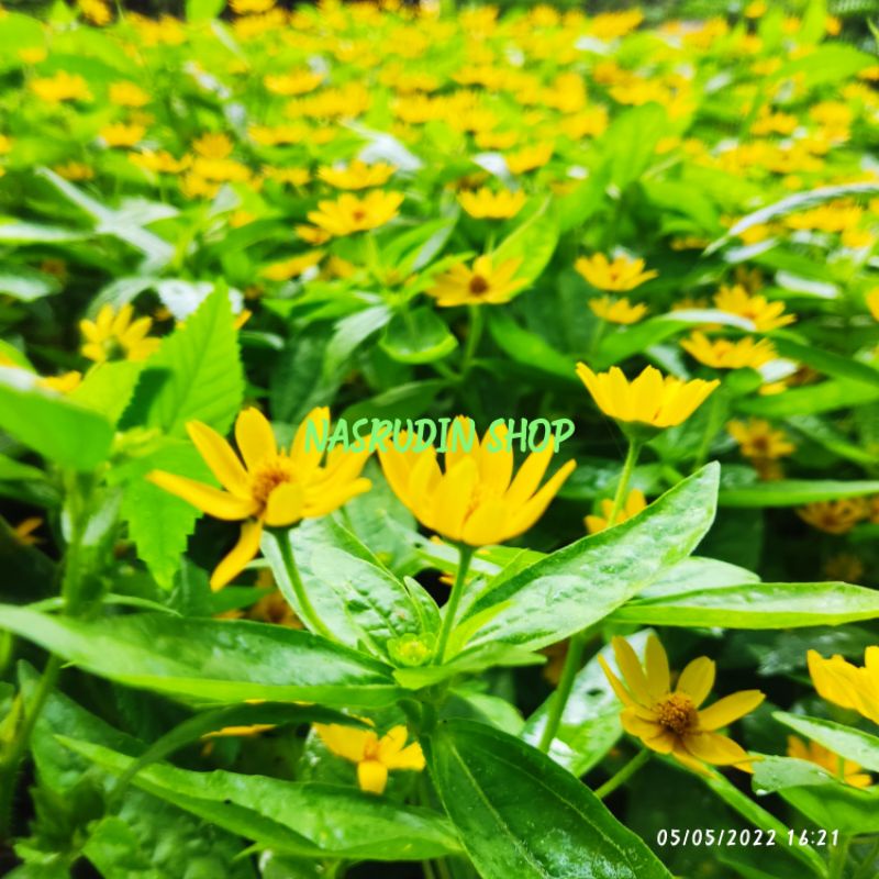 

[Fresh] BIBIT BIJI BUNGA MATAHARI MINI 50 TANGKAI / BIBIT BUAH MATAHARI KECIL / SIAP SEMAI DAN TEBAR