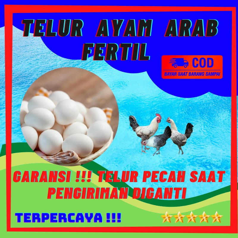 apakah telur ayam arab bisa menetas