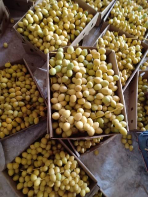 

Kurma muda kuning fresh 21 novenber untuk promil