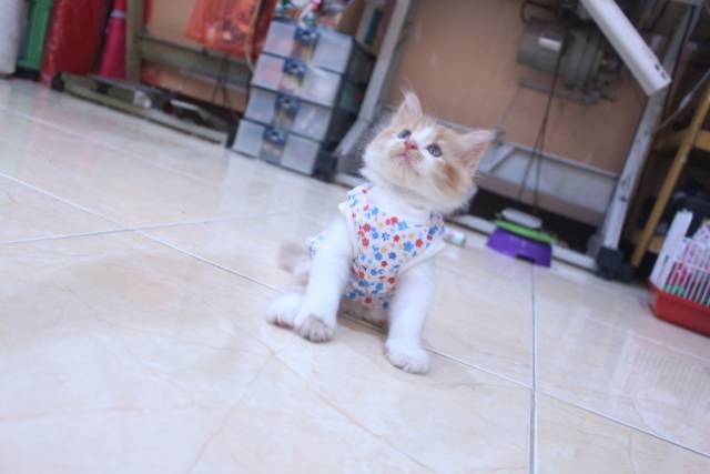 Baju simple model kaos katun lucu untuk kucing dan anjing / baju kucing murah size S-XL