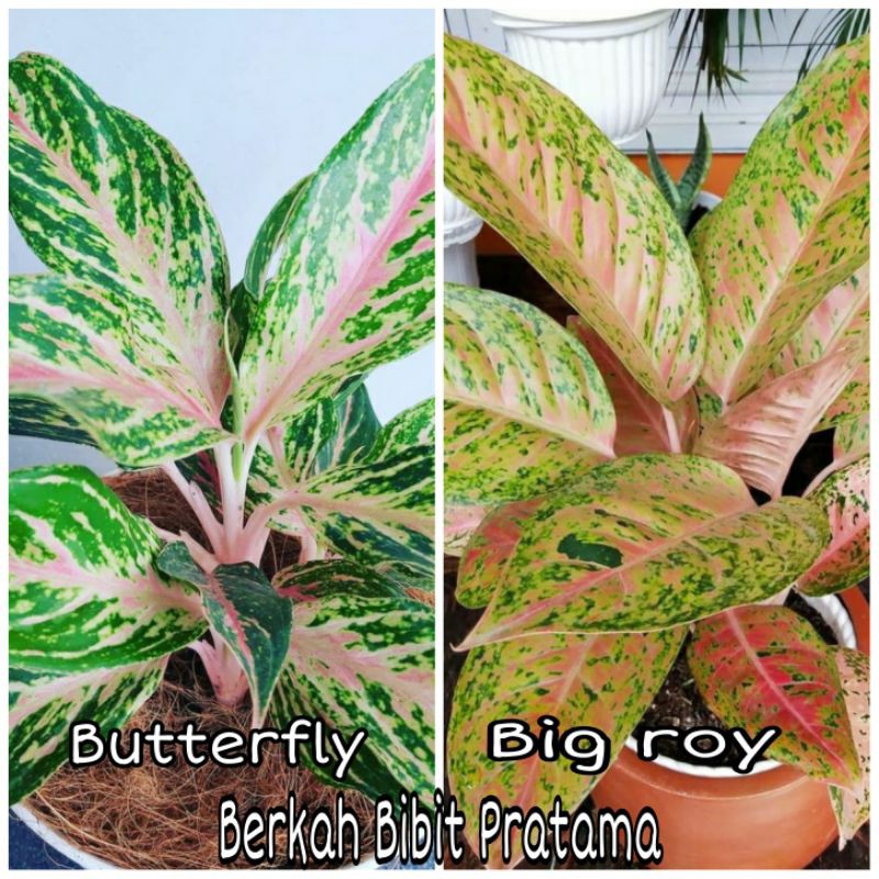 Aglonema Butterfly dan big roy paket 2 jenis aglonema