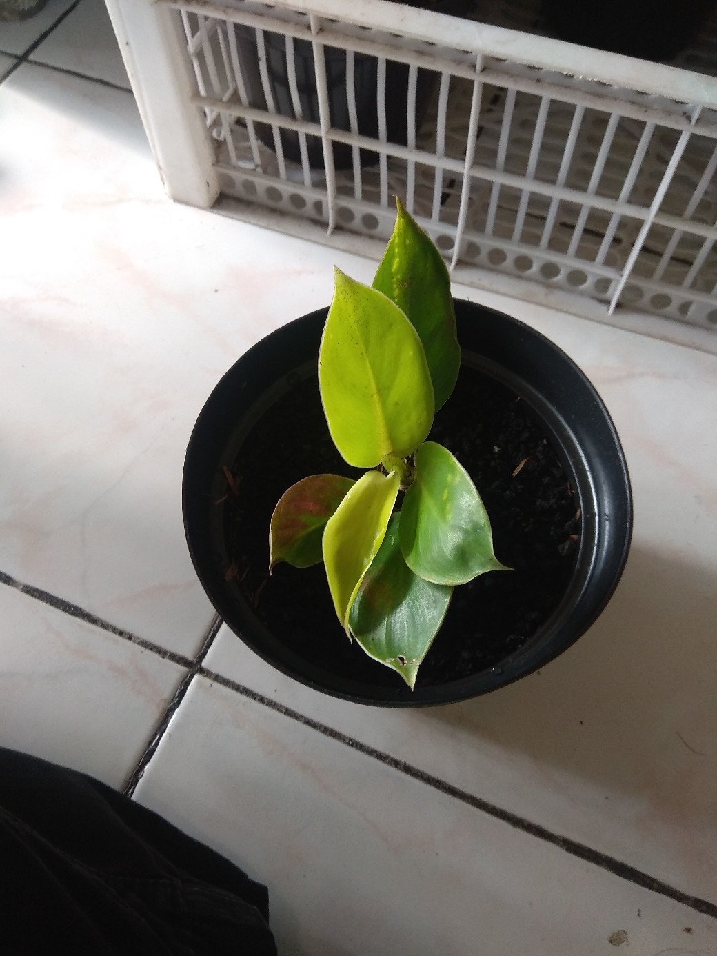 Philo Lemon/monlight