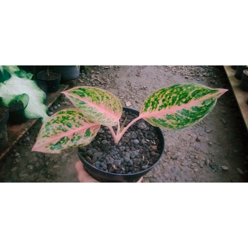 Aglonema Blondie wellery