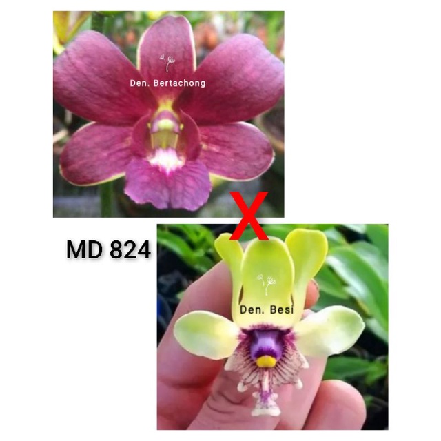 Bibit Anggrek botol Dendrobium Bertachong x Besi (824)