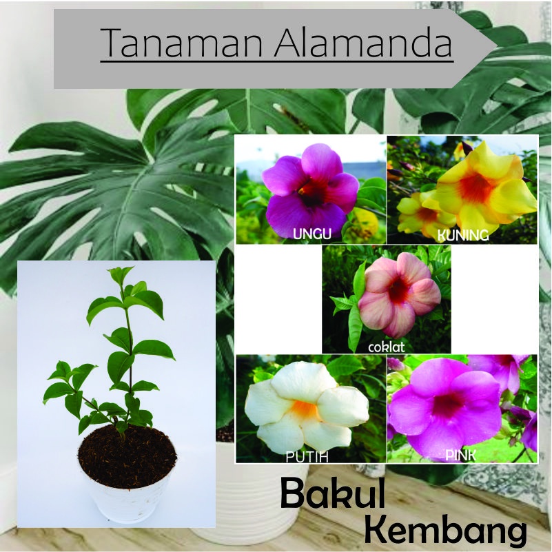 Tanaman Bunga Merambat Alamanda Rimbun Berbunga - BAKUL KEMBANG