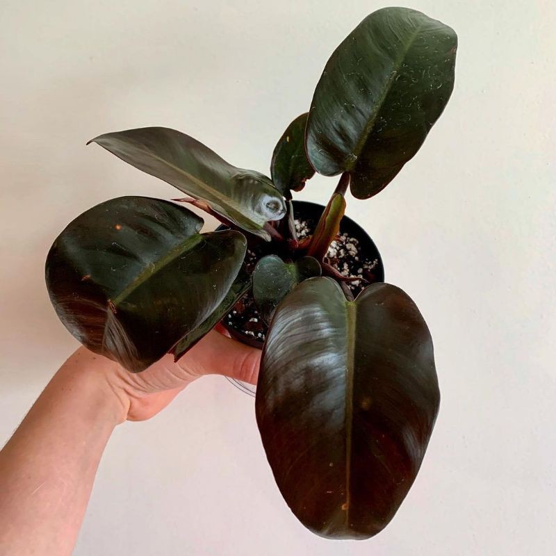 TANAMAN HIAS PHILODENDRON BLACK CARDINAL ASLI