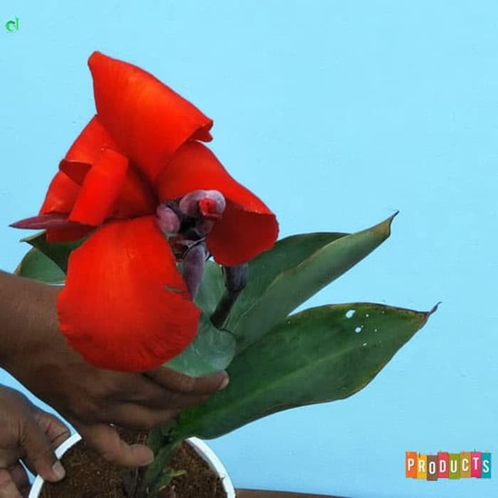 Tanaman hias kana bunga merah / canna president