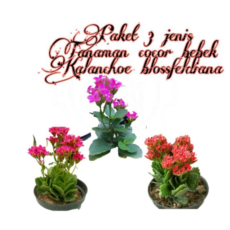 PAKET 3 WARNA TANAMAN COCOR BEBEK | KALANCHOE BLOSSFELDIANA | TANAMAN HIAS HIDUP BERKUALITAS