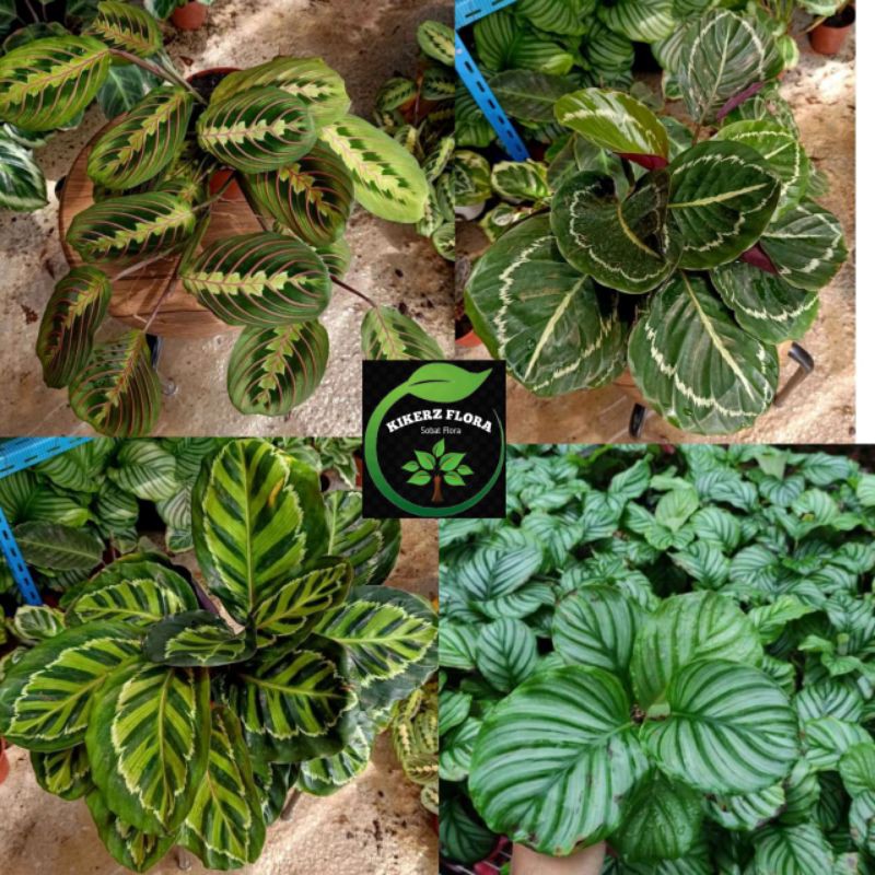 PROMO RAMADHAN!! 4 PAKETAN TANAMAN HIAS CALATHEA