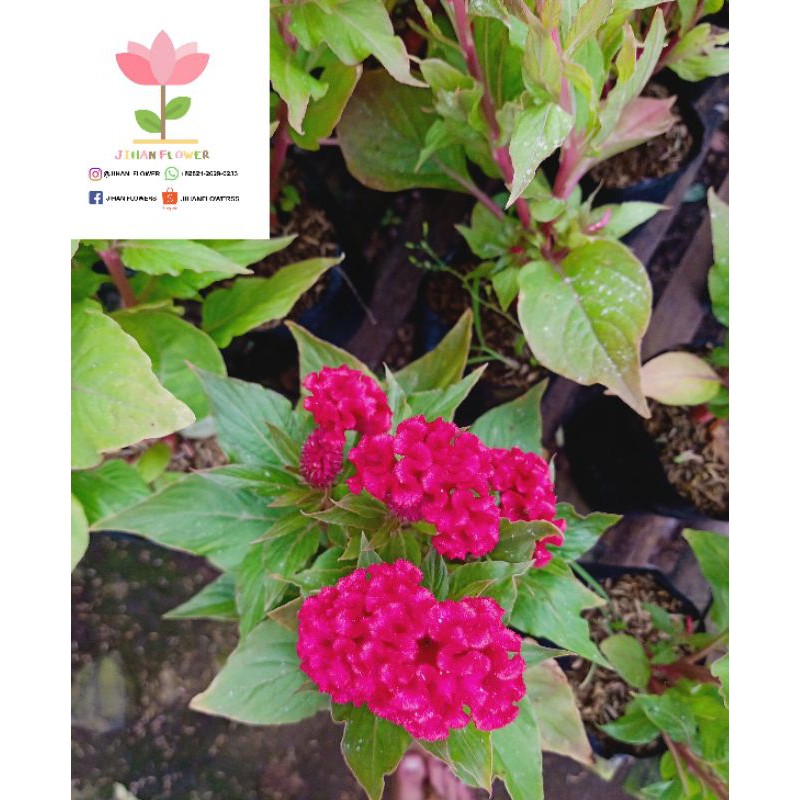 Bunga CELOSIA JENGGER AYAM