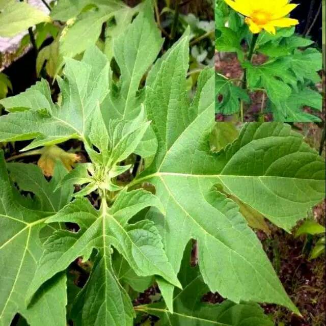 

Daun insulin