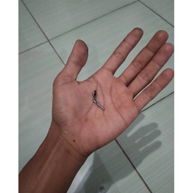 Ring marit ujung joran