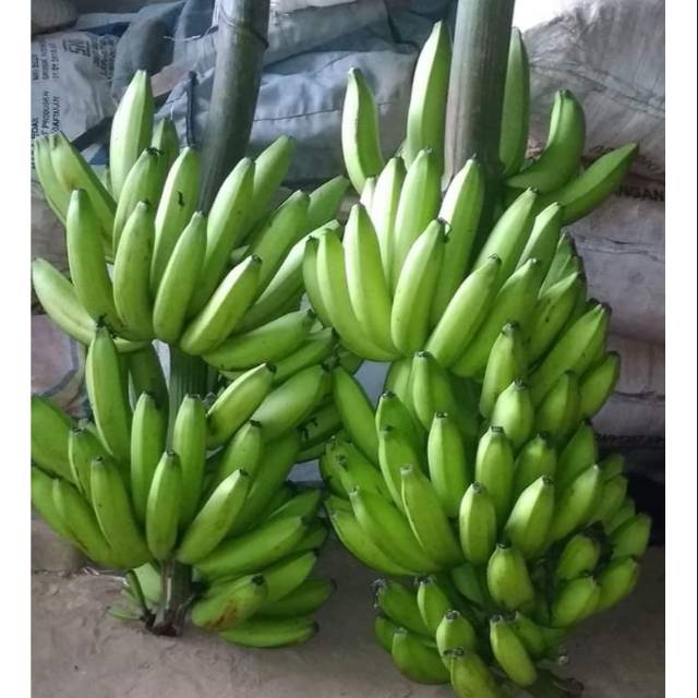 Bibit pisang ambon lumut