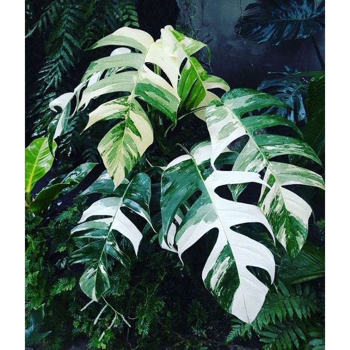 Epipremnum pinnatum varigata