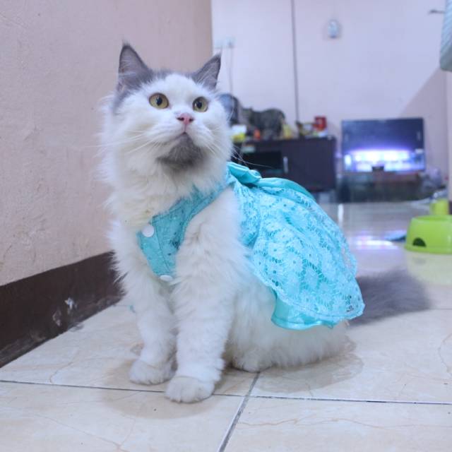 Dress satin renda warna toska untuk kucing dan anjing / baju kucing anjing murah size S-XL