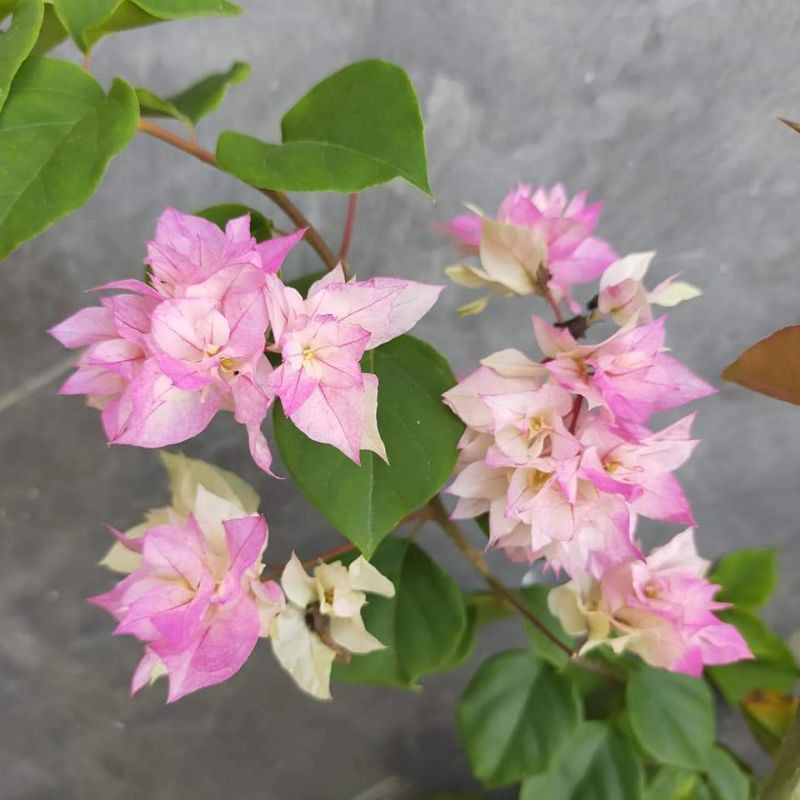 Bougenville Hawai cerryblosom/ Bunga tumpuk