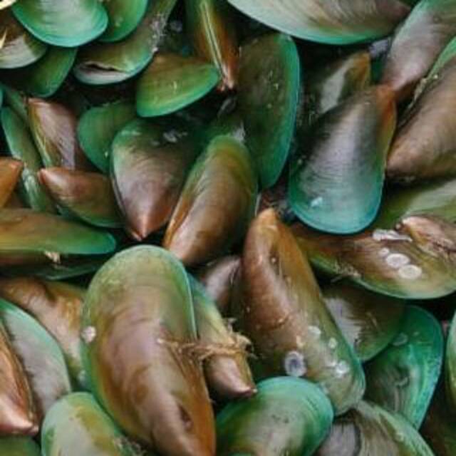 

Jual ikan Laut