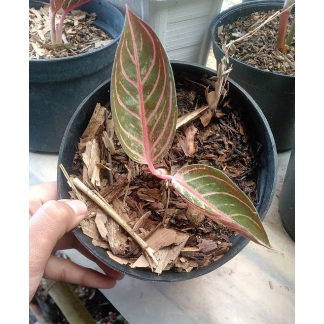 bibit aglonema red sumatra