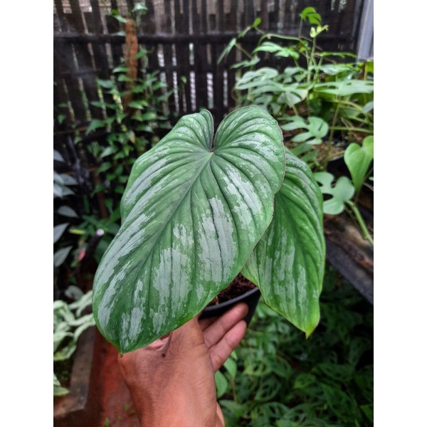 PHILODENDRON MAMEI