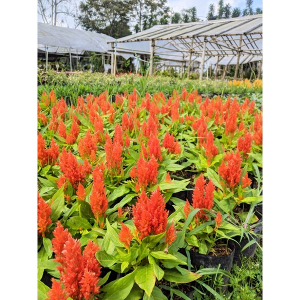 Tanaman hias bunga celosia orange