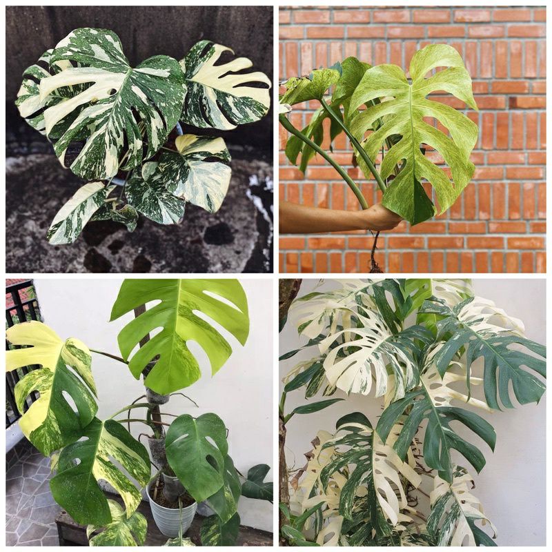 Promo Paket 4bonggol Monstera Varigata / Monstera varigata mint