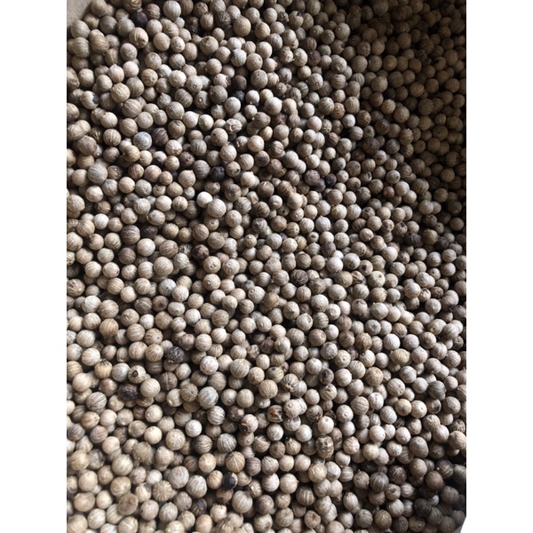 

Lada Putih / Bumbu Dapur / Bumbu Masak