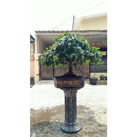 BONSAI BERINGIN IPRIK PUCUK MERAH