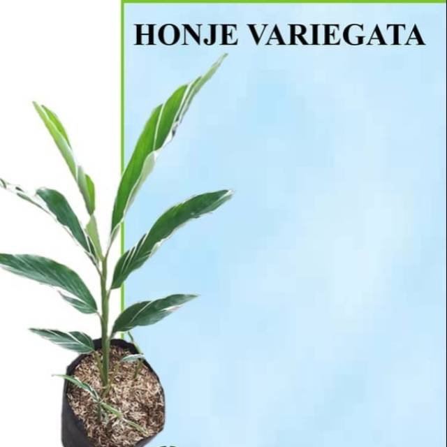 Honje variegata honje varigata onje varigata kecombrang honje