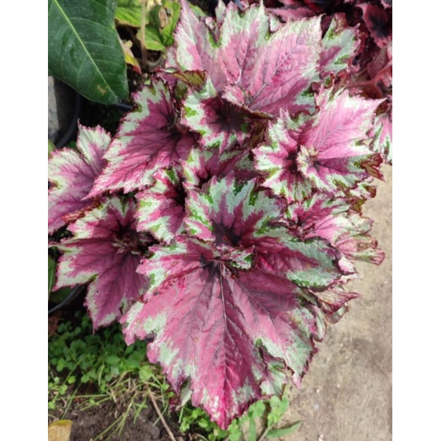 Begonia Tapak Dewa indukan