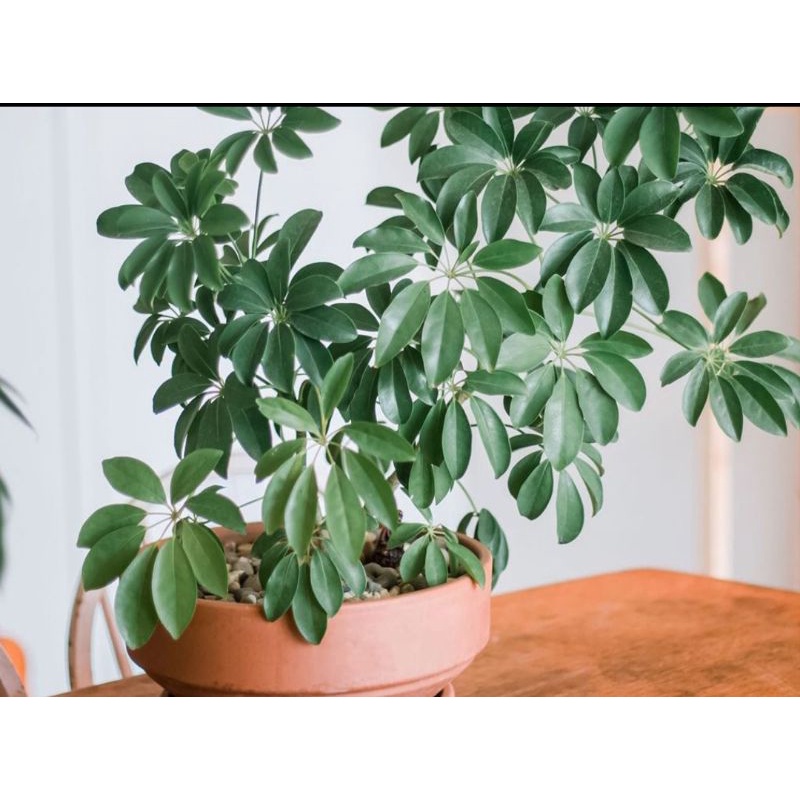 Bahan bonsai tanaman hias Walisongo hijau - wali songo