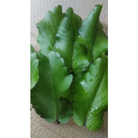 

COCOR BEBEK 250gr/DAUN COCOR BEBEK