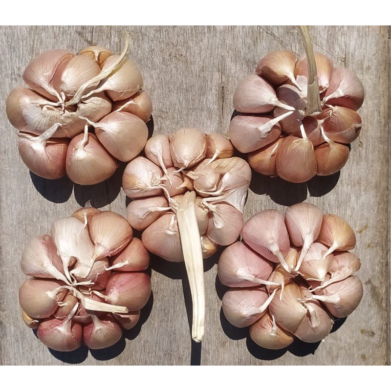 

Bawang Putih