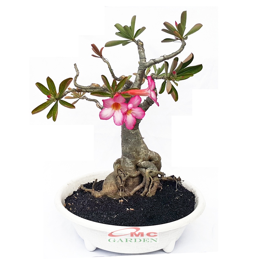 Bibit Benih Tanaman Bonsai Adenium Bonggol Besar Arabicum Obesum Kamboja Jepang 2025