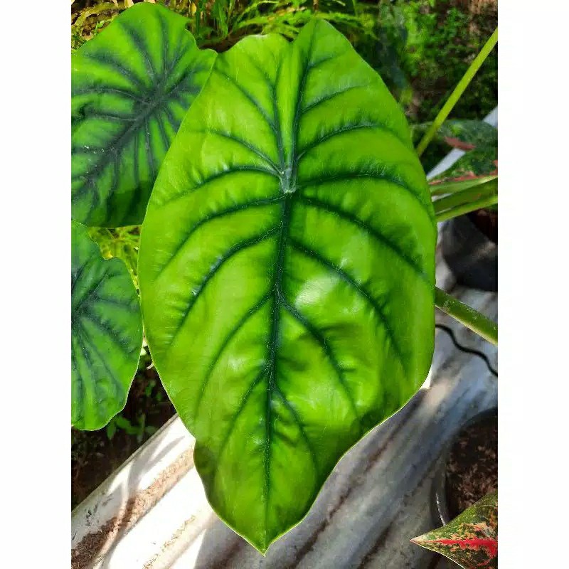 Alocasia Clypeolata Green Shield Tengkorak