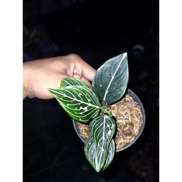 Paket 2 Aglonema siti / adelia remaja