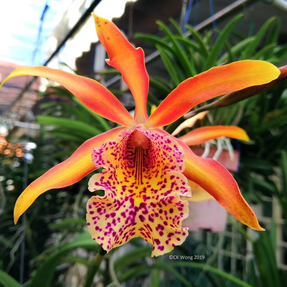 Anggrek Cattleya Frances Fox