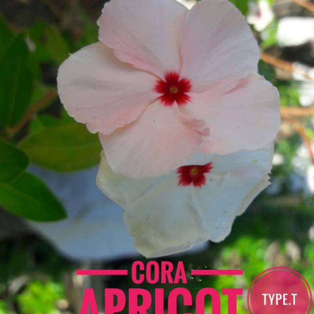 Benih Vinca Tegak / Vinca Cora Apricot