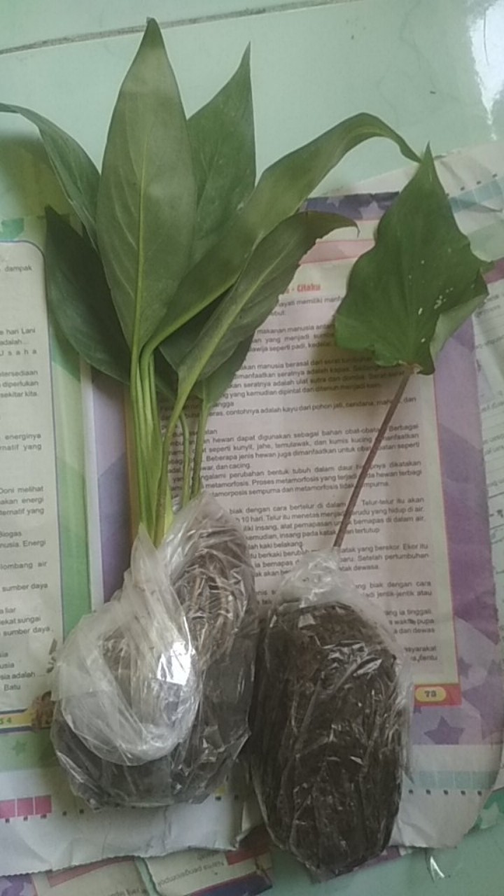 Peace Lily Sepatu Filum Sepatu Pilum Varigata Murah