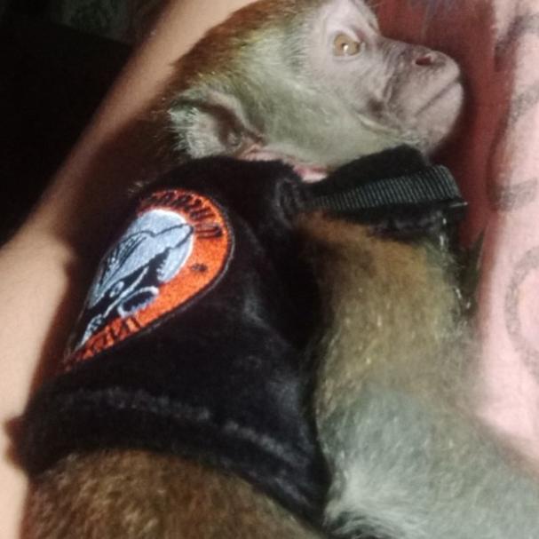 Harnes rompi 3in1 MUSANG LOVERS INDONESIA - Hitam, XS