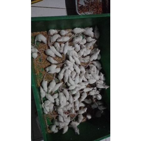 tikus putih mencit afkir