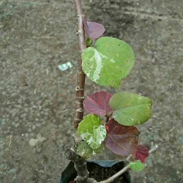 Pohon waru variegata