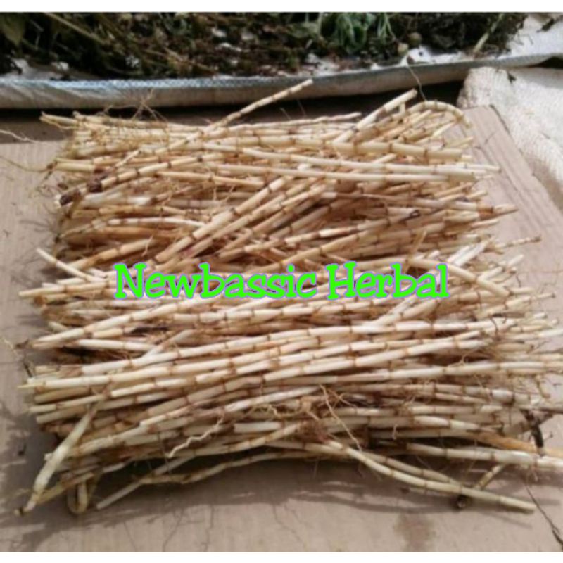 

akar alang alang murah untuk herbal kemasan 250 gram