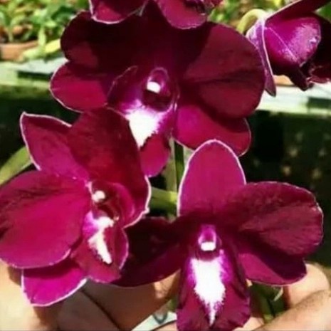 Pohon Anggrek Dendrobium Bunga Merah / Fineball Dewasa / Spike terlaris dan termurah new terlaris