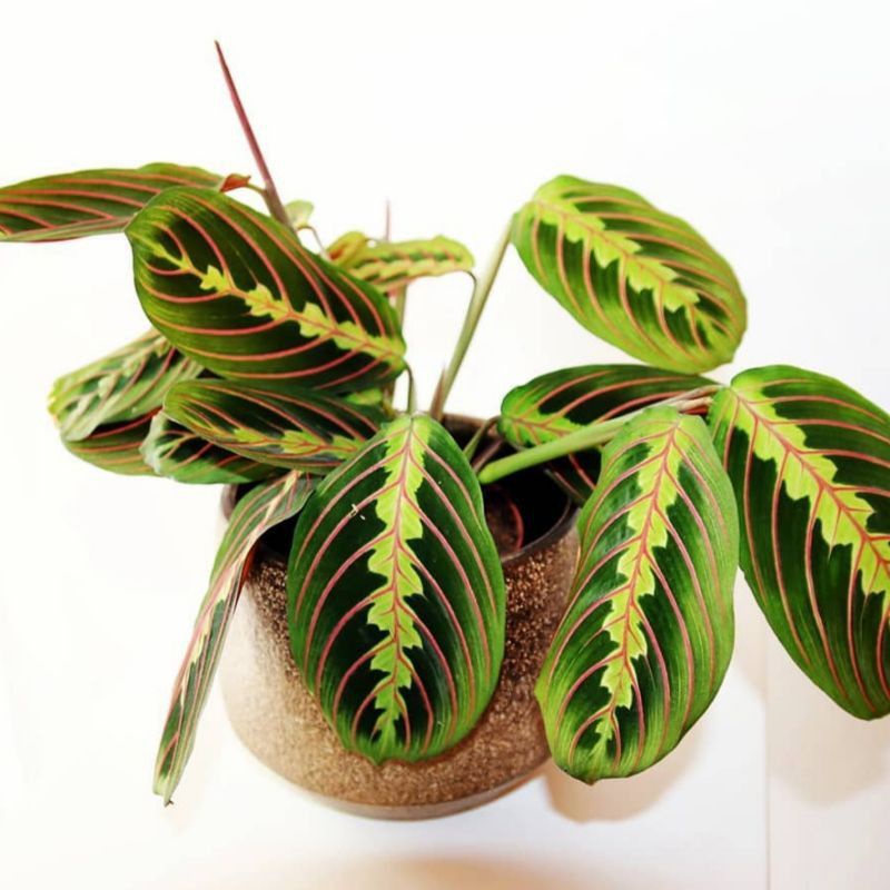 DIARY PETANI - Calathea Leuconeura Kepiting Pink Line Calathea Kepiting