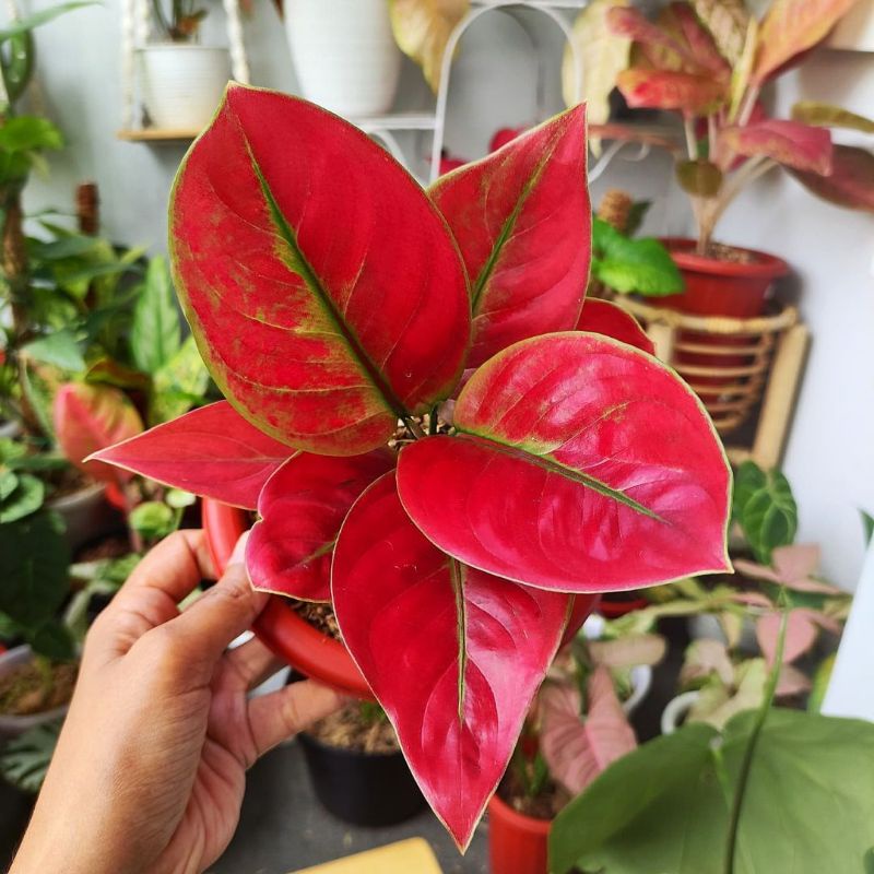 Aglonema Ayunindi Tanaman Hias Aglaonema Ayunindi Aglonema tanian lokal aglonema rawatan kembang agl